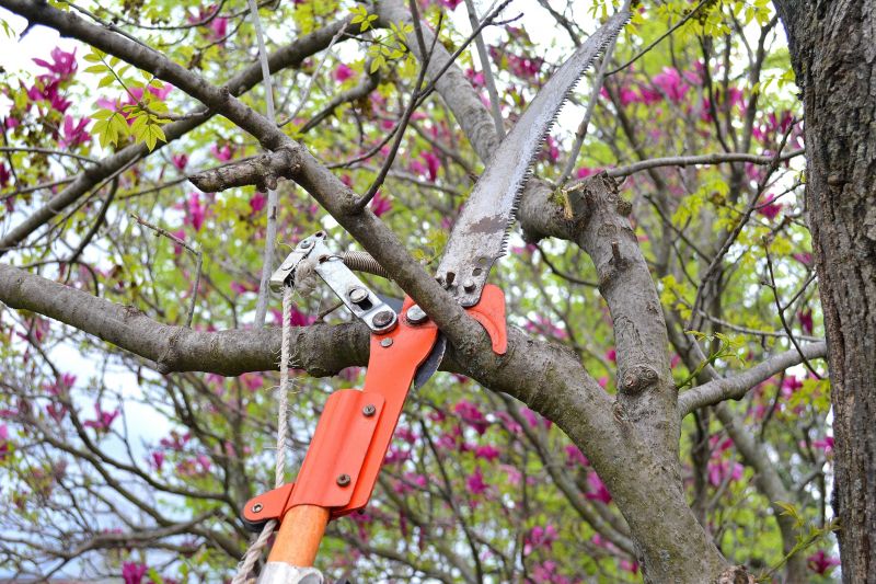 Magnolia Tree Pruning