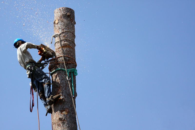 Complex Tree Removal