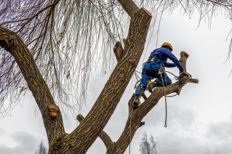 Tree Trimming Crew