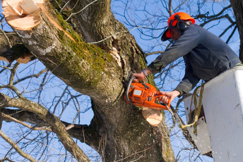 Tree Removal Experts