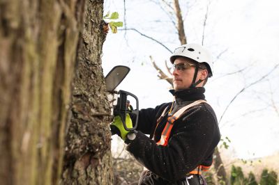 Expert Tree Care