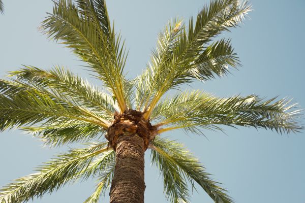 Palm Tree Pruning in Costa Mesa