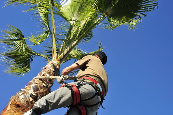 Palm Tree Trimming in Costa Mesa