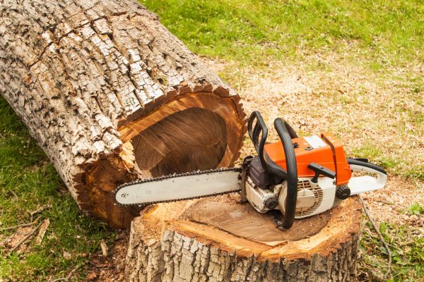Tree Cutting Service in Costa Mesa