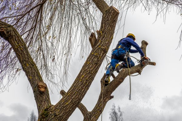 Tree Maintenance Service in Costa Mesa