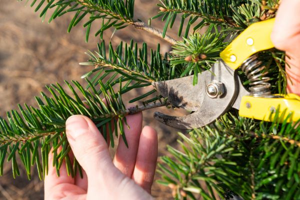 Pine Tree Pruning in Costa Mesa