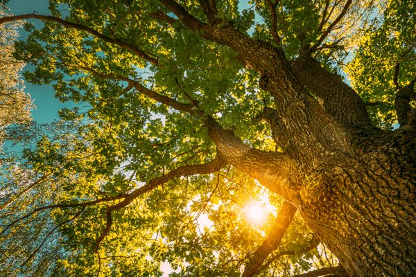 Oak Tree Pruning in Costa Mesa
