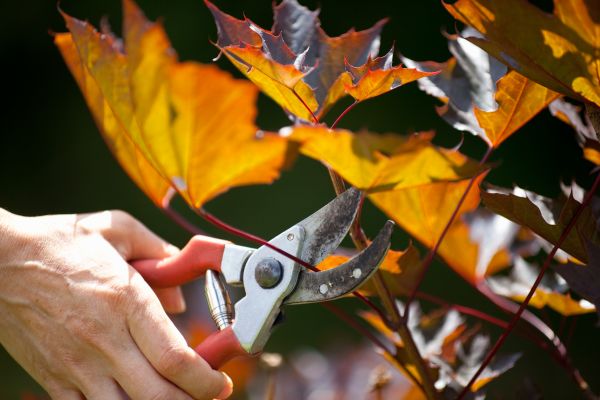 Maple Tree Pruning in Costa Mesa