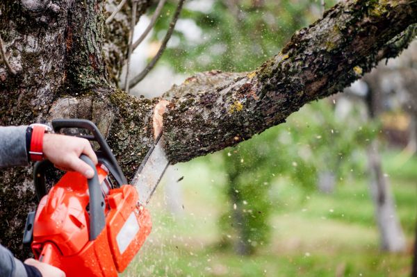 Tree Limbs Removal in Costa Mesa