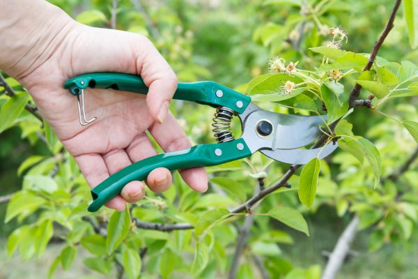 Pear Tree Pruning in Costa Mesa