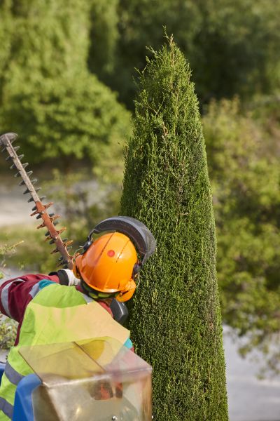 Cypress Tree Trimming in Costa Mesa