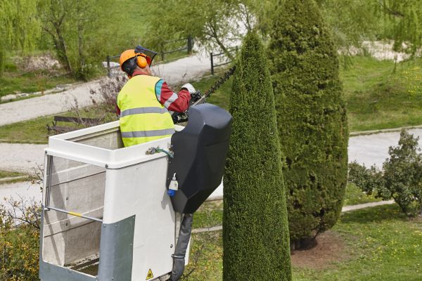 Cypress Tree Pruning in Costa Mesa
