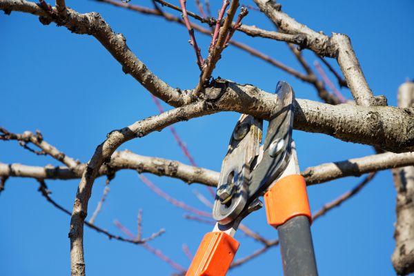 Peach Tree Trimming in Costa Mesa