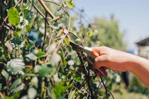 Birch Tree Pruning in Costa Mesa