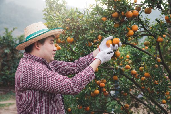 Orange Tree Pruning in Costa Mesa