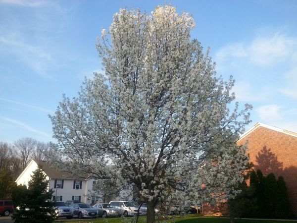 Bradford Pear Tree Pruning in Costa Mesa