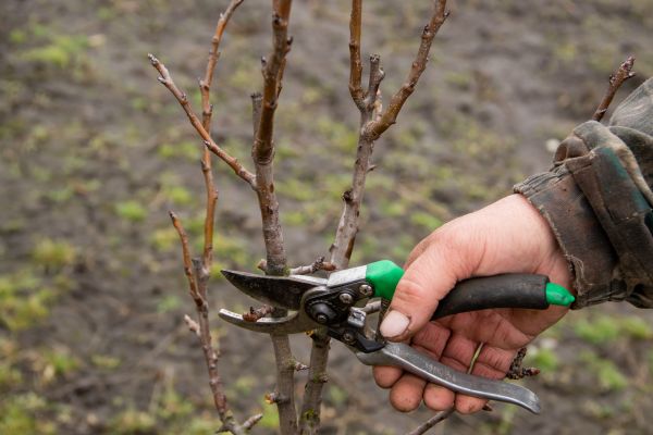 Pear Trees Pruning in Costa Mesa