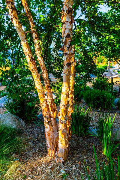 River Birch Trimming in Costa Mesa