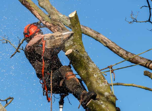 Tree Trimming Service in Costa Mesa