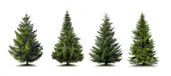 Pine Tree Trimming in Costa Mesa