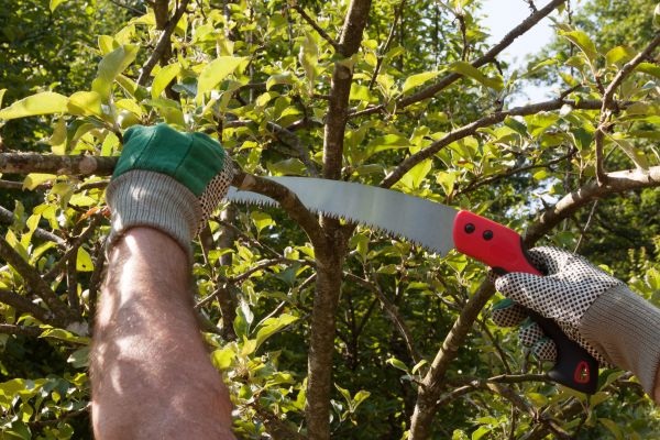 Apple Tree Trimming in Costa Mesa